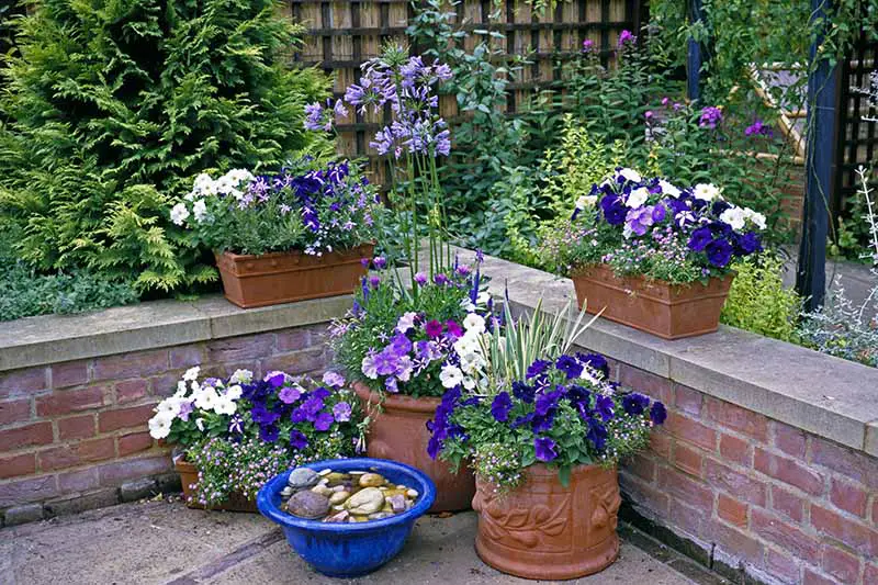 Una imagen horizontal de primer plano de un pequeño jardín de contenedores en un patio con una variedad de diferentes flores anuales y perennes, con arbustos en el fondo.