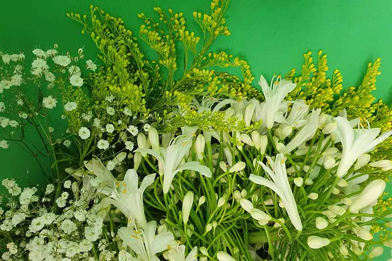 Un primer plano de flores blancas de agapanthus recién cortadas sobre un fondo verde de enfoque suave.