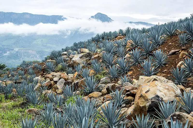 Una imagen horizontal de plantas de agave que crecen en una ladera en México con montañas y nubes en un enfoque suave en el fondo.