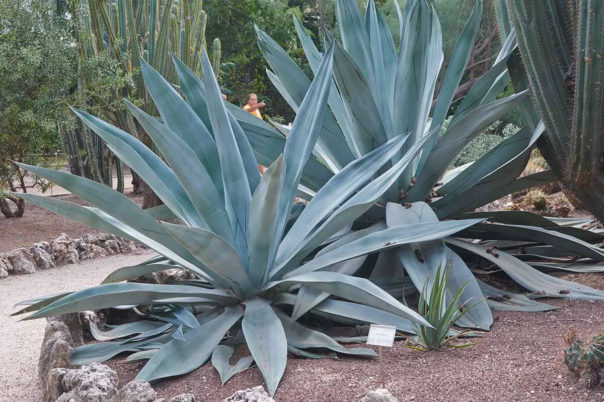 Una imagen horizontal de primer plano de grandes plantas de agave que crecen en un jardín botánico con cactus y otras plantaciones de agua.