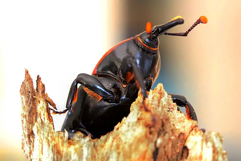 Una imagen horizontal de primer plano de un escarabajo picudo del hocico de agave en un fondo de enfoque suave.