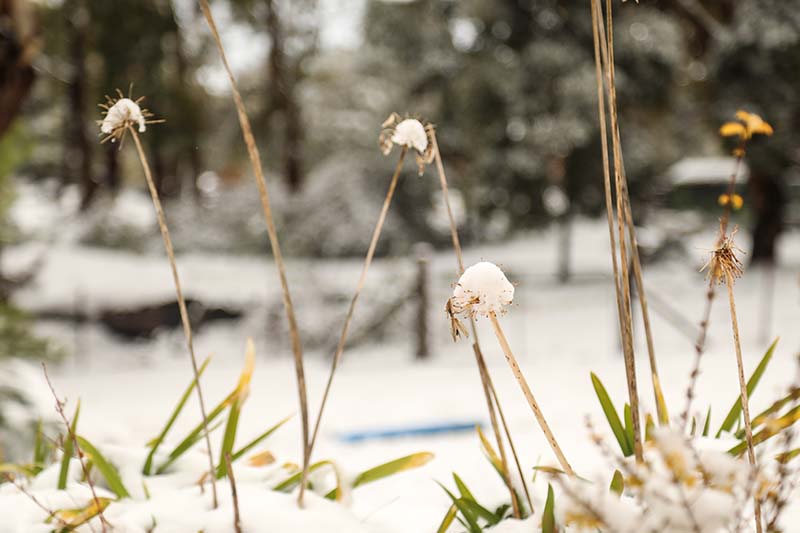 Una imagen horizontal de cerca del follaje de agapanthus y tallos de flores en un paisaje nevado.