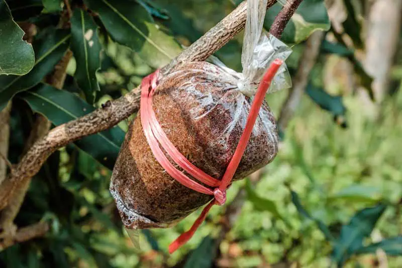 Clonación de un árbol de macadamia mediante estratificación aérea con una bolsa de medio de cultivo unida a una rama.