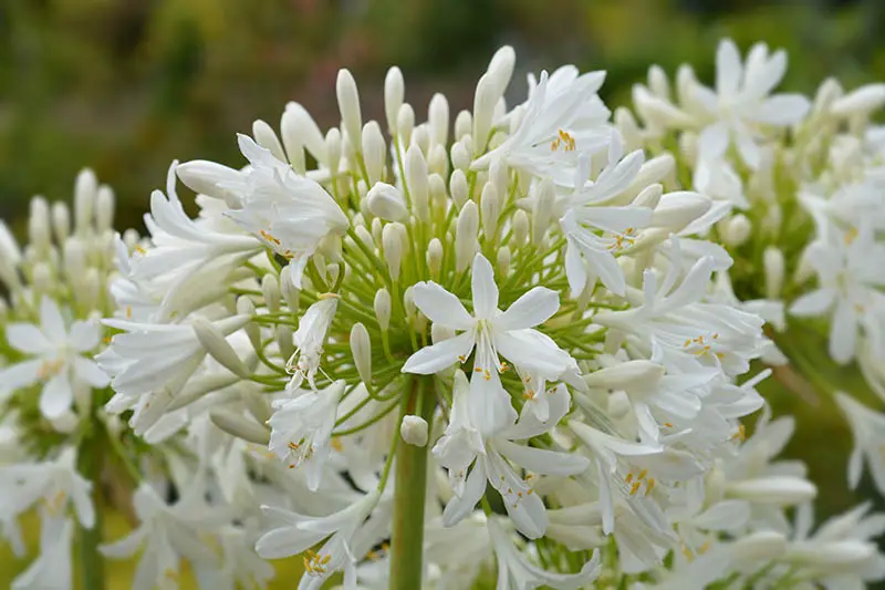 Una imagen horizontal de primer plano de las flores blancas brillantes 'Albus' que crecen en el jardín representadas en un fondo de enfoque suave.