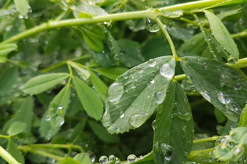 Una imagen horizontal de primer plano de la alfalfa que crece en el jardín con el follaje cubierto de gotas de agua.