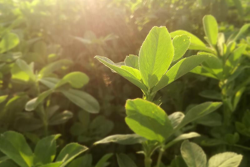 Una imagen horizontal de primer plano de la alfalfa que crece en el jardín como un cultivo de cobertura representado en un fondo de enfoque suave a la luz del sol de la tarde.