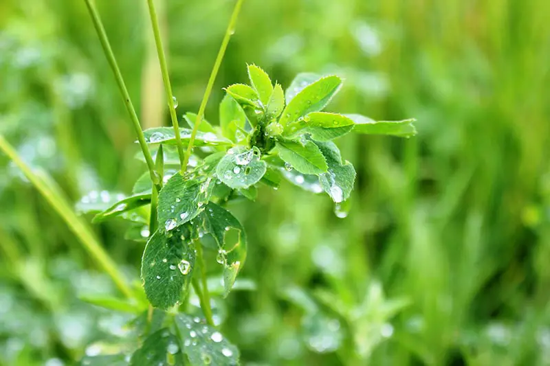 Una imagen horizontal de primer plano de la alfalfa que crece en el jardín representada con gotas de agua en el follaje representada en un fondo de enfoque suave.