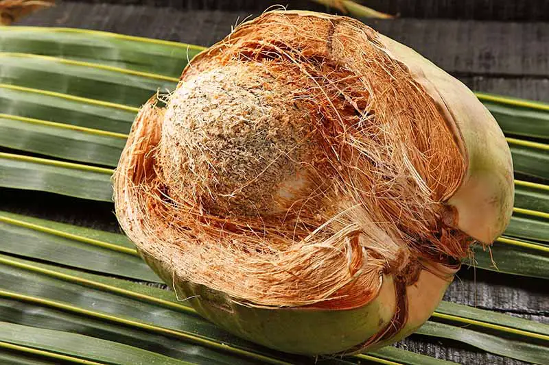 Un coco al que se le ha quitado parcialmente la fibra de coco o la cáscara fibrosa exterior.