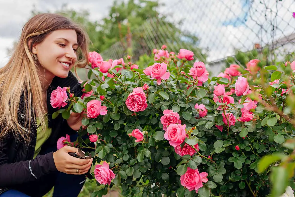 Una imagen horizontal de cerca de una mujer admirando un arbusto de rosas 'Leonardo Da Vinci' con flores rosas brillantes.