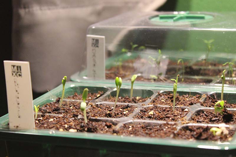 Un primer plano de bandejas de plántulas verdes con pequeños brotes que comienzan a germinar y se desvanecen en un enfoque suave en el fondo.