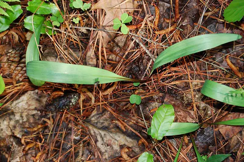 Una imagen de arriba hacia abajo de una planta de Allium tricoccum que crece entre la materia foliar en un bosque.