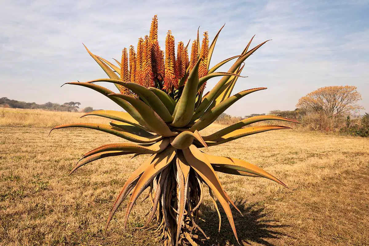 Una imagen horizontal de un solitario Aloe ferox que crece en un paisaje seco y desértico fotografiado sobre un fondo de cielo azul.