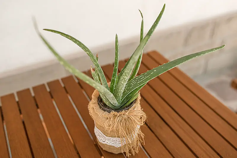 Una imagen horizontal de primer plano de una pequeña planta de aloe vera que crece en un recipiente sobre una superficie de madera.