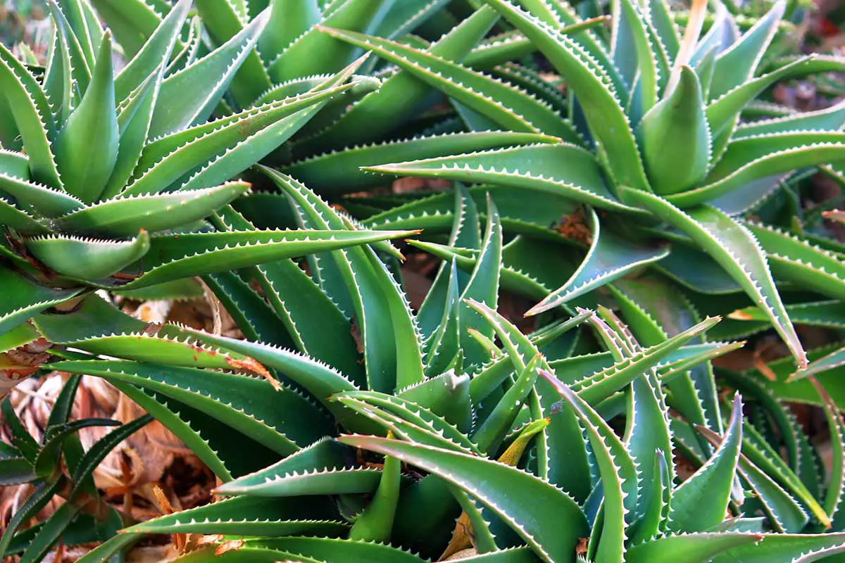 Una imagen horizontal de cerca de plantas suculentas que crecen al aire libre.