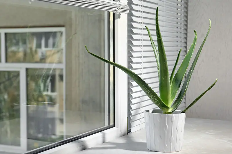 Una imagen horizontal de cerca de una planta suculenta que crece en un alféizar en una pequeña maceta de cerámica blanca.