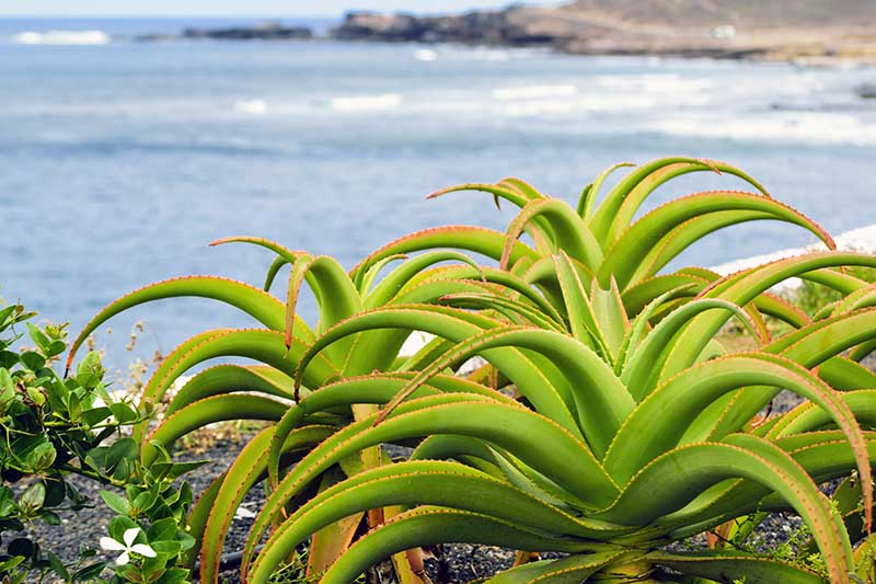 Una imagen horizontal de cerca de plantas suculentas que crecen en un acantilado junto al océano.