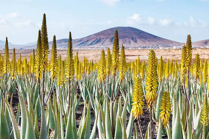 Una imagen horizontal de una gran franja de plantas florecientes de Aloe vera con una montaña al fondo.
