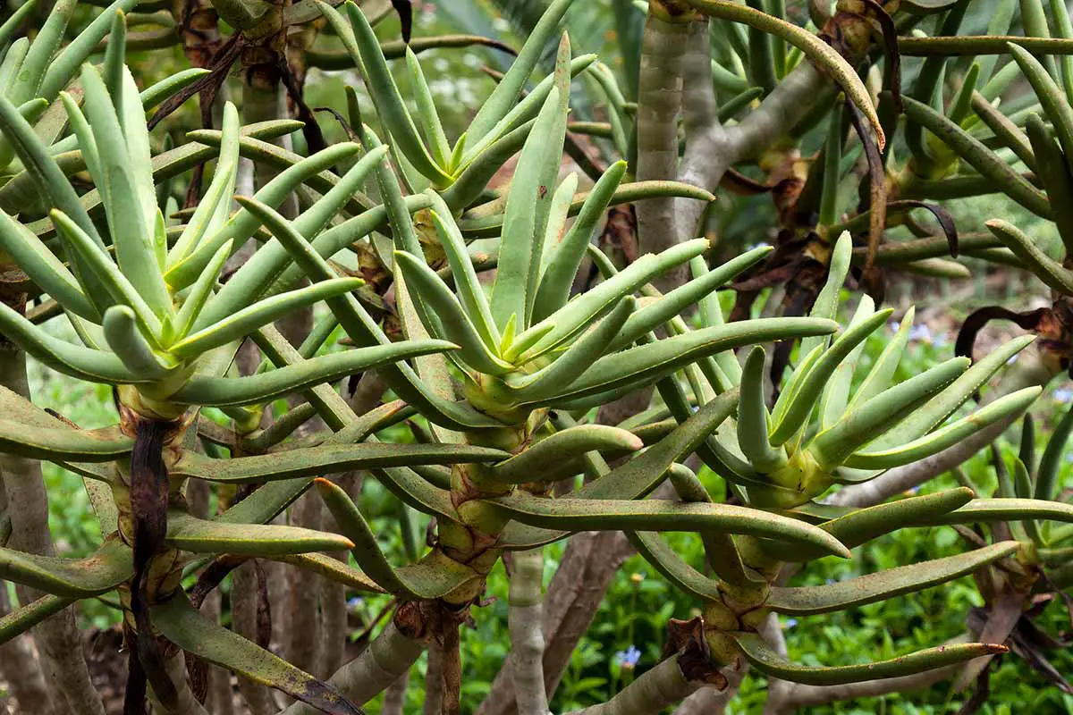 Una imagen horizontal de cerca de las plantas suculentas de Aloidendron barberae que crecen en el paisaje.