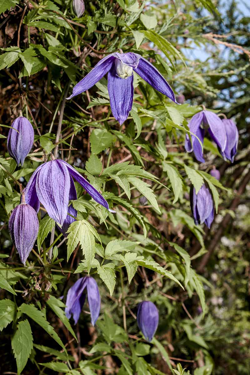Una imagen vertical de cerca de las flores de clematis 'Pamela Jackman' de color púrpura claro que crecen en el jardín.
