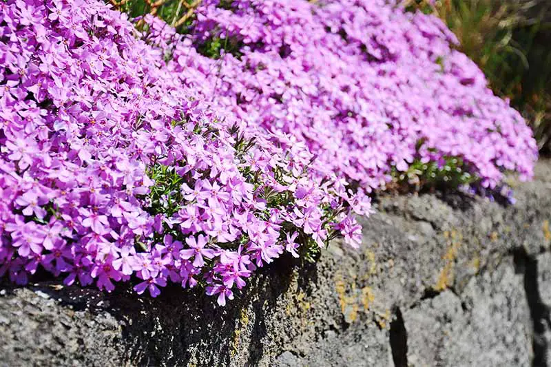 Cubierta de suelo de dianthus rosa alpino en flor que crece en la parte superior de una pared de roca.
