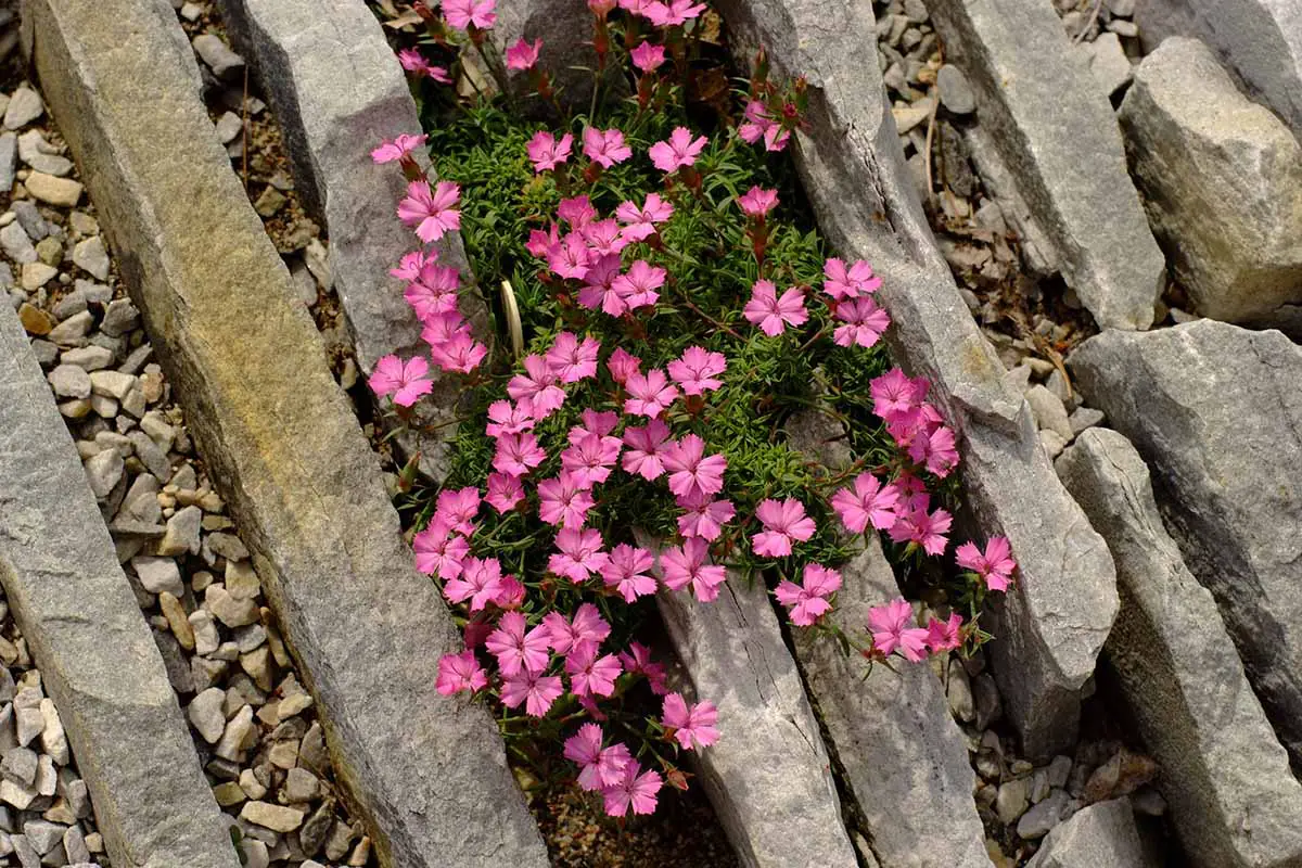 Una imagen horizontal de cerca de pequeñas flores rosas alpinas que crecen en una rocalla.