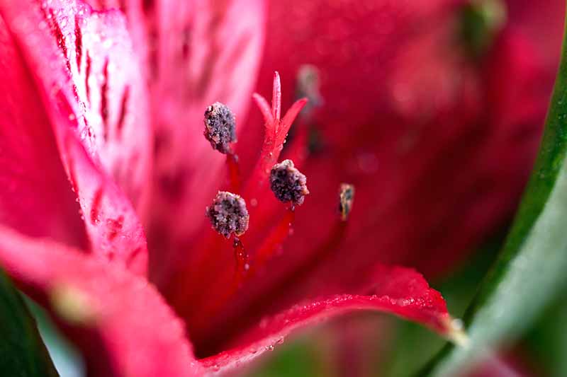 Primer extremo de una flor de lirio peruano rojo.