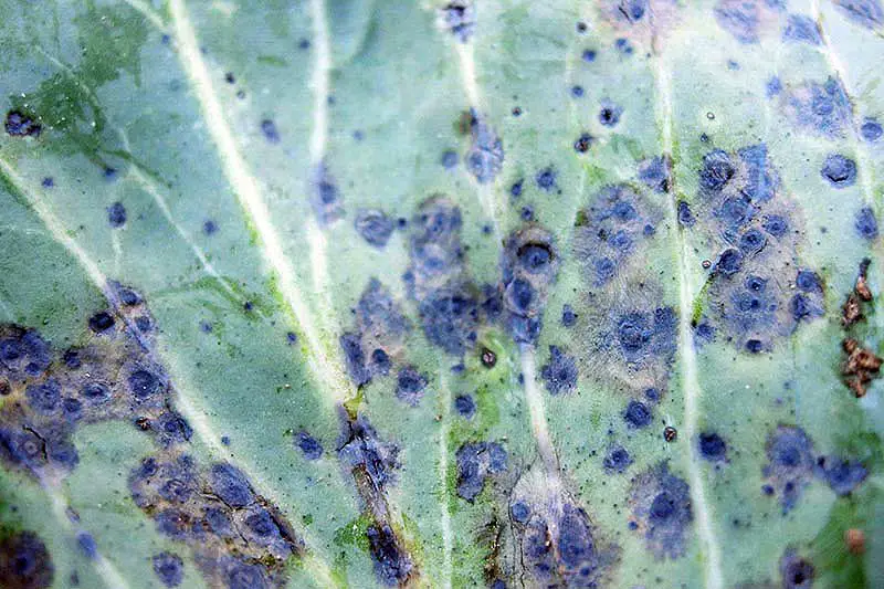 Una imagen horizontal de primer plano de una hoja de col que sufre de mancha foliar alternaria, una enfermedad que hace que el follaje desarrolle manchas oscuras.