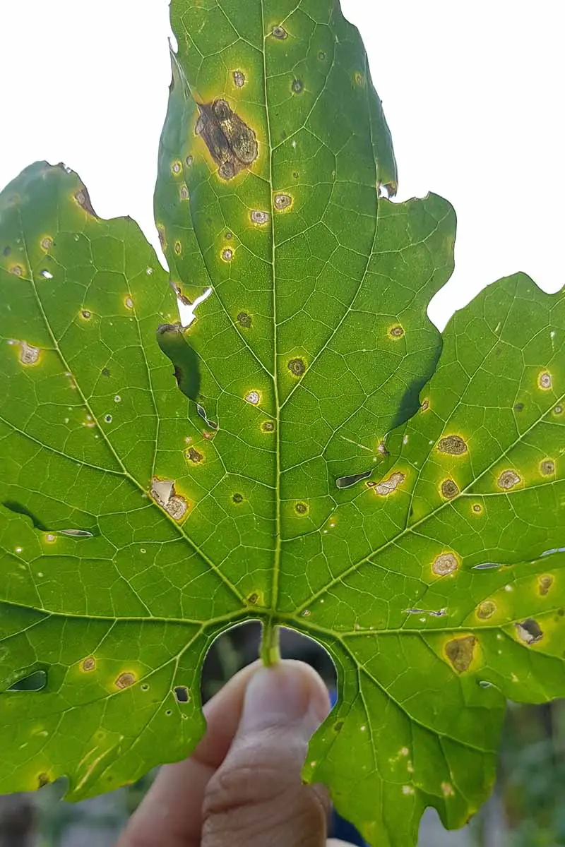Una imagen vertical de cerca de los síntomas de la mancha foliar alternaria en una hoja.