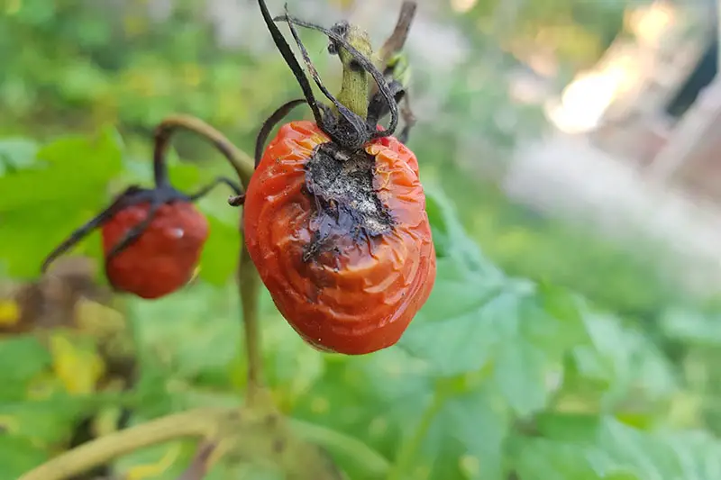 Un primer plano de un tomate rojo que sufre un caso grave de pudrición del tallo por Alternaria que se ha extendido y afectado la fruta, fotografiado en un fondo de enfoque suave.