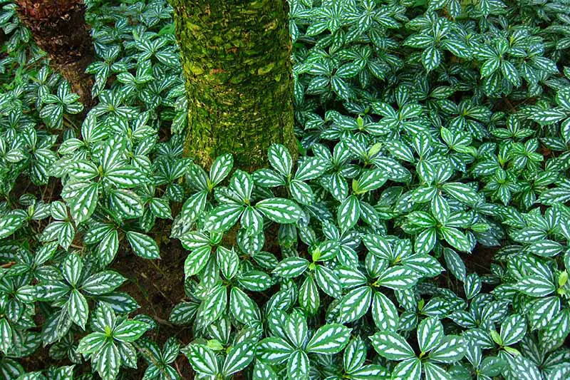 Una imagen horizontal de primer plano de Pilea cadierei creciendo en su hábitat natural como cubierta vegetal en un bosque.