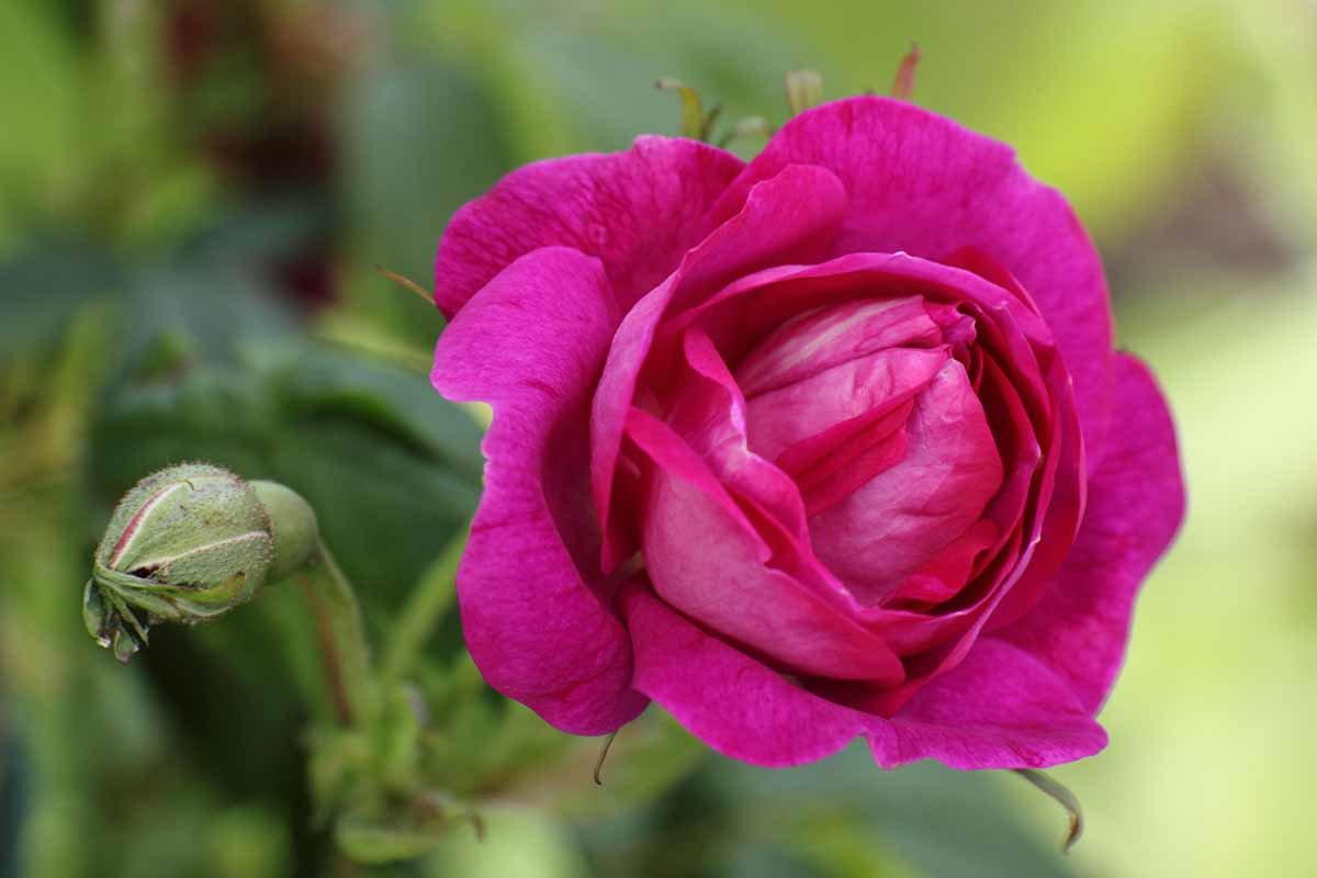 Una imagen horizontal de primer plano de la flor rosa profunda de Rosa 'Amadis' representada en un fondo de enfoque suave.