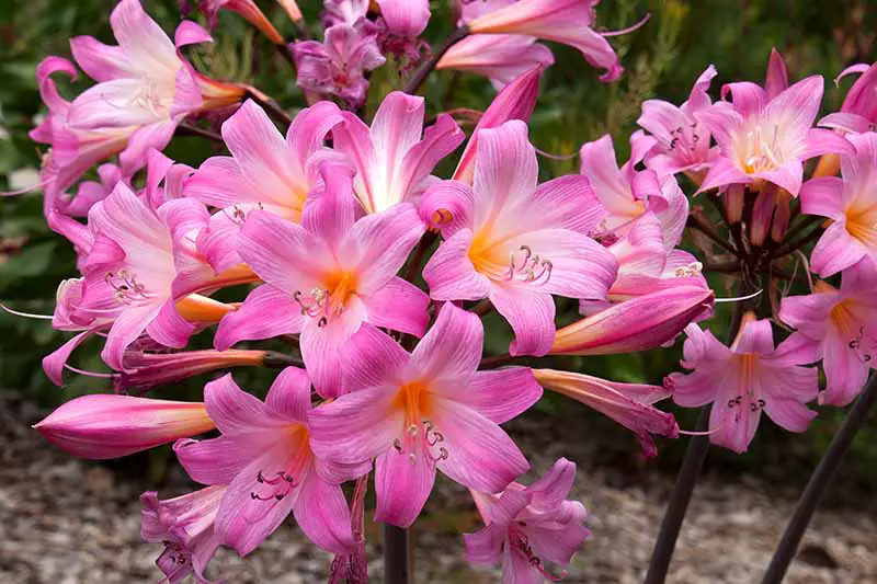 Una imagen horizontal de primer plano de las flores de Hippeastrum que crecen en el jardín representadas a la luz del sol sobre un fondo de enfoque suave.