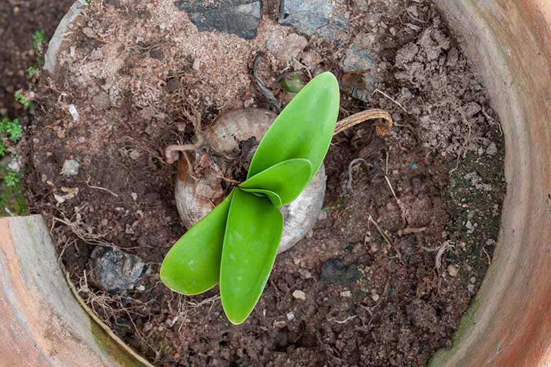 Una imagen de arriba hacia abajo de un Hippeastrum con nuevo crecimiento foliar en un recipiente de terracota.