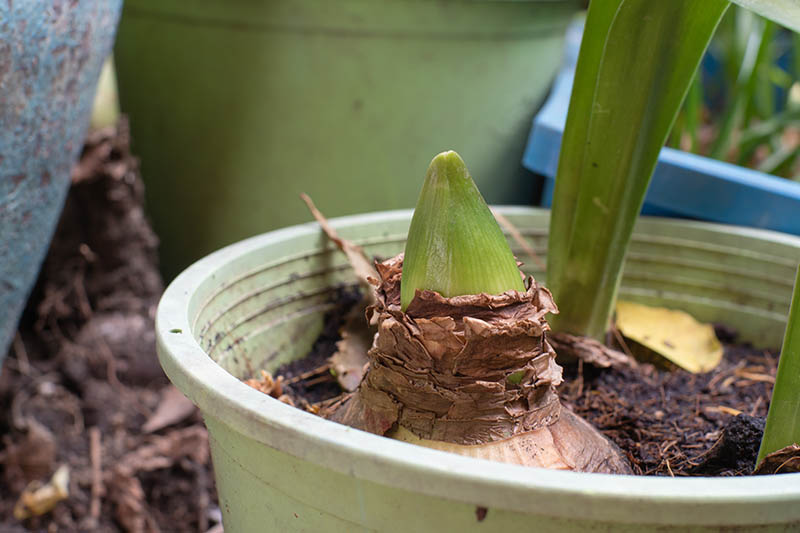 Una imagen horizontal de primer plano del nuevo crecimiento de una planta de Hippeastrum después de la inactividad invernal.