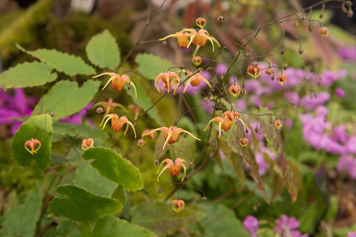 Una imagen horizontal de primer plano de las flores y el follaje de la barrenwort 'Amber Queen' que crece en el jardín representada en un fondo de enfoque suave.
