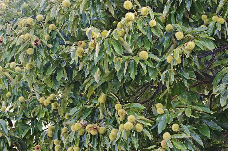 Una imagen horizontal de cerca de Castanea dentata con frutos inmaduros en el árbol.