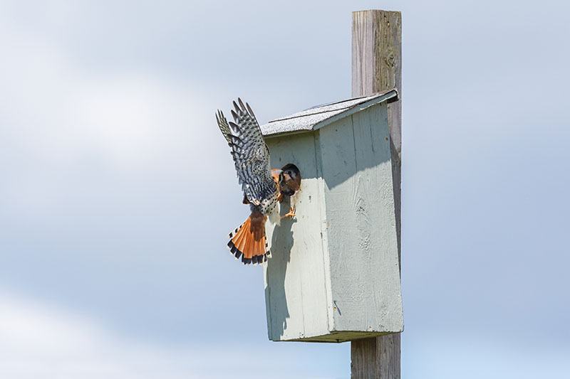 Una imagen horizontal de cerca de un cernícalo americano alimentando a su pollito en una caja de anidación de madera con cielo nublado en el fondo.