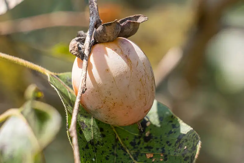 Una imagen horizontal de primer plano de una fruta de Diospyros virginiana en una rama representada en un fondo de enfoque suave.
