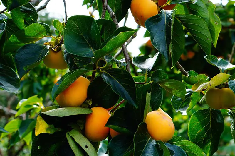 Una imagen horizontal de cerca del árbol Diospyros virginiana que crece en el jardín con frutos de naranja maduros listos para la cosecha.