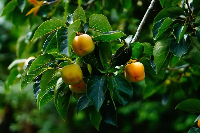 Una imagen horizontal de primer plano de los frutos anaranjados del árbol de caqui americano (Diospyros virginiana) rodeado de follaje representado en un fondo oscuro de enfoque suave.