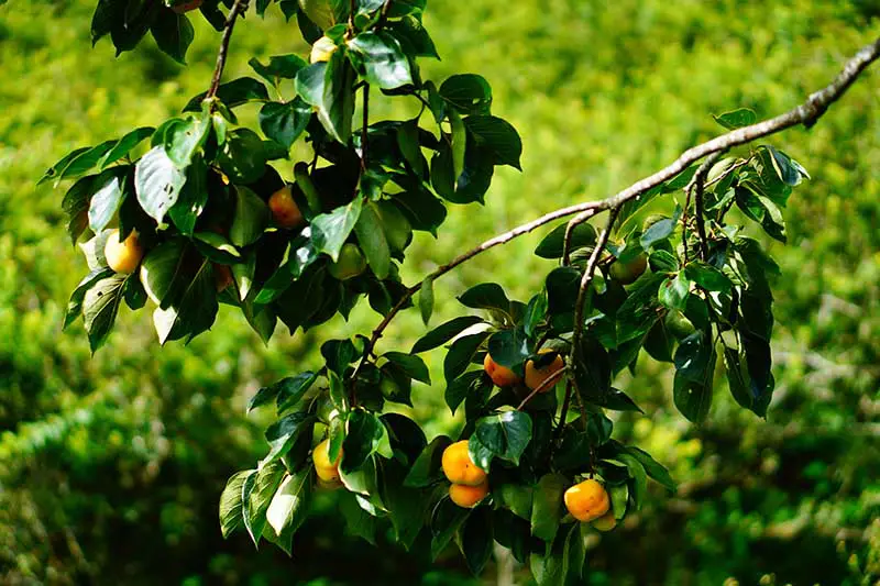 Una imagen horizontal de primer plano de las ramas de un árbol de caqui americano (Diospyros virginiana) con frutas naranjas maduras representadas en la luz del sol filtrada sobre un fondo de enfoque suave.