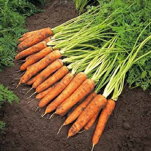 Un primer plano de la variedad de zanahorias 'Amsterdam' con tierra en las raíces y las tapas verdes frondosas todavía unidas sobre un fondo de tierra oscura.