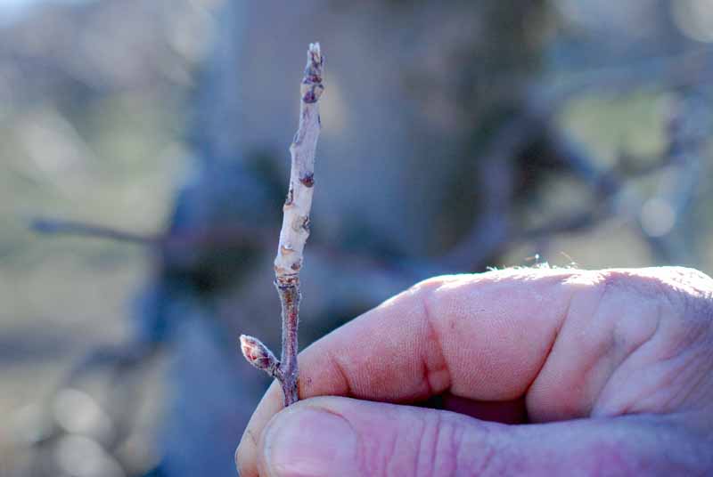 Cerca de una mano humana sosteniendo un brote de hoja de manzano infectado por el mildiu polvoriento (Podosphaera leucotricha).