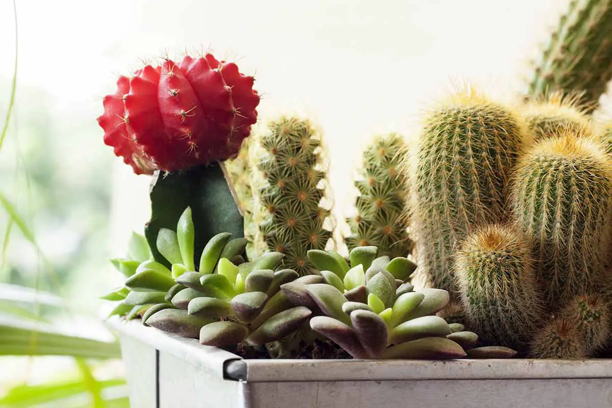 Una imagen horizontal de primer plano de una plantación mixta de cactus y suculentas que crecen en un recipiente cuadrado representado en un fondo de enfoque suave.