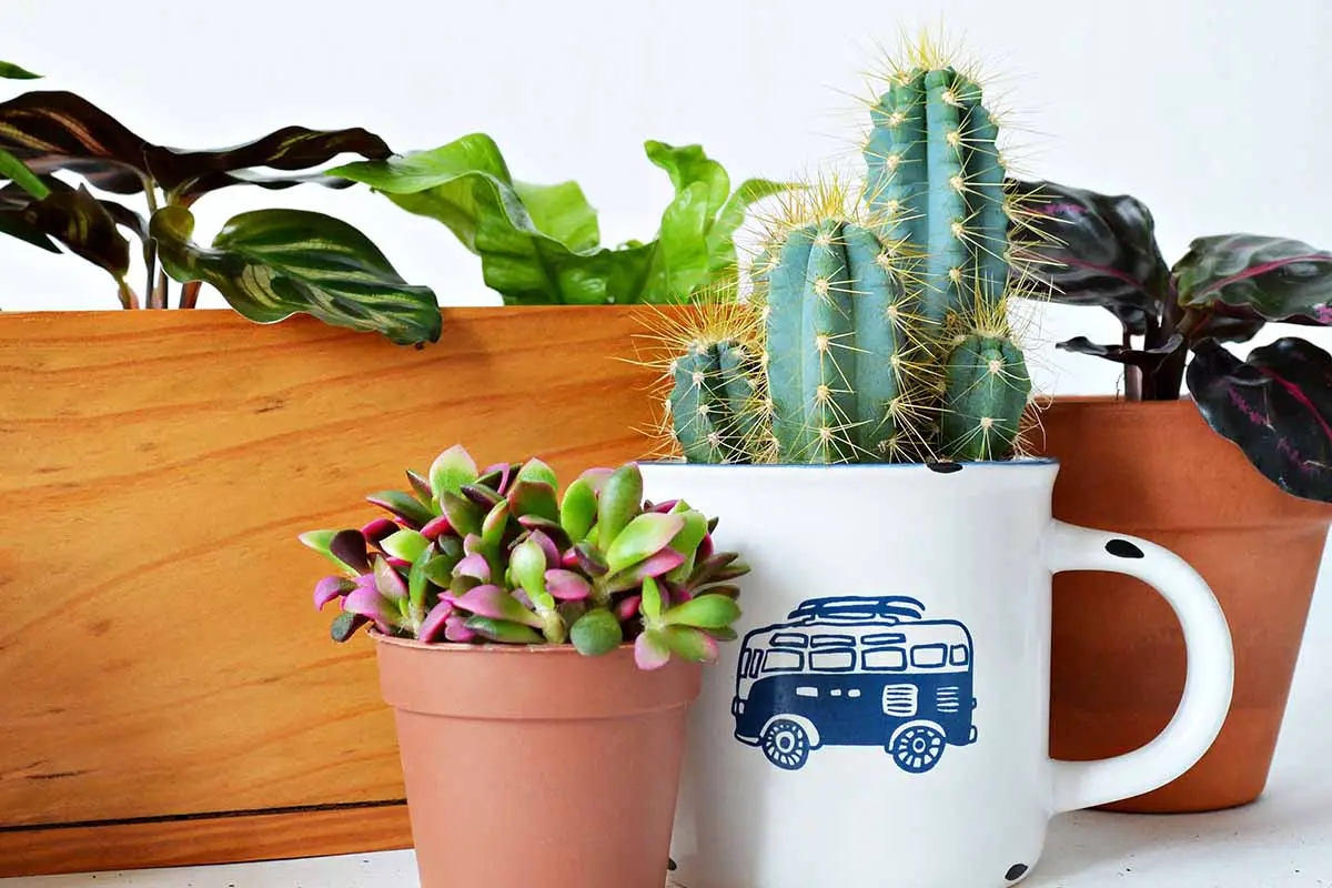 Una imagen horizontal de primer plano de una suculenta en maceta sobre una superficie blanca con un cactus que crece en una taza de té y una variedad de otras plantas de interior en terracota y macetas de madera.
