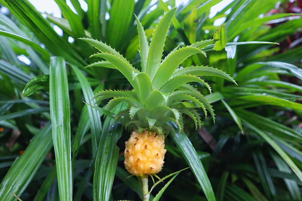 Una imagen horizontal de primer plano de una planta ornamental Ananas lucidus con una pequeña fruta en desarrollo.