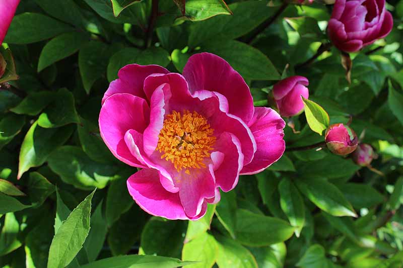 Una imagen horizontal de primer plano de una flor rosa brillante que crece en el jardín de verano con follaje en un enfoque suave en el fondo.