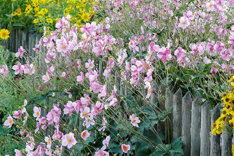 Una imagen horizontal de primer plano de flores de anémona rosa claro que se derraman sobre una valla de madera, con flores amarillas en un enfoque suave en el fondo.