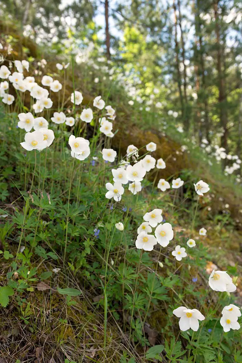 Una imagen vertical de primer plano de un entorno boscoso con flores blancas que crecen en una ladera.