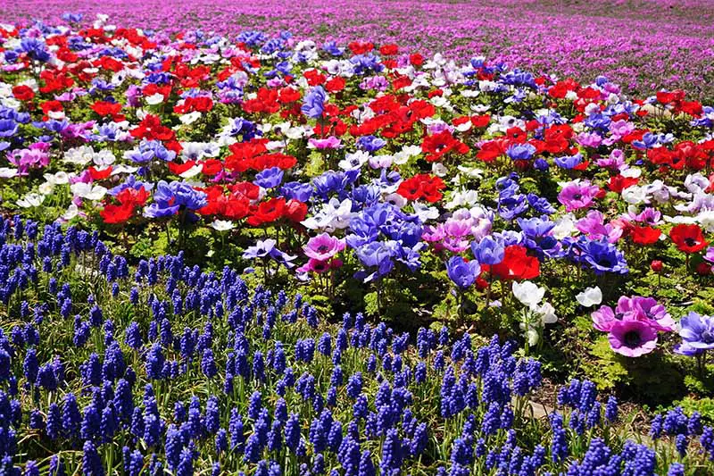 Una imagen horizontal de flores anémonas brillantes que crecen en un entorno naturalizado en el jardín con jacinto de uva púrpura en la parte inferior del marco.
